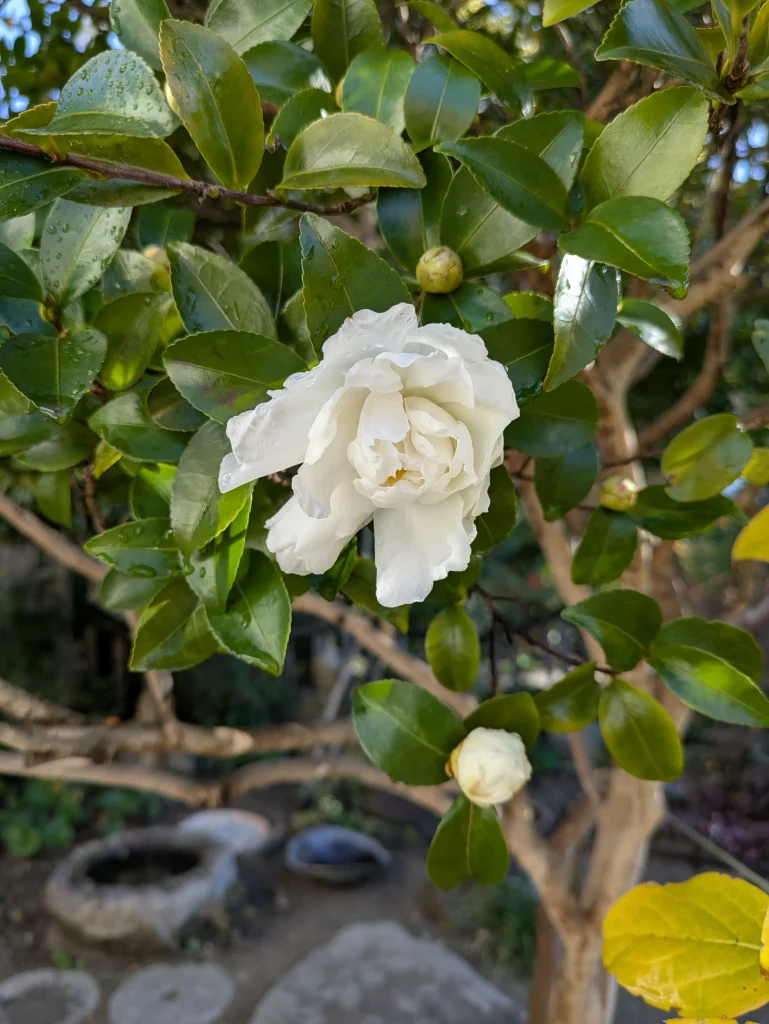 Androidスマホのカメラで撮影した綺麗な花の写真サンプル